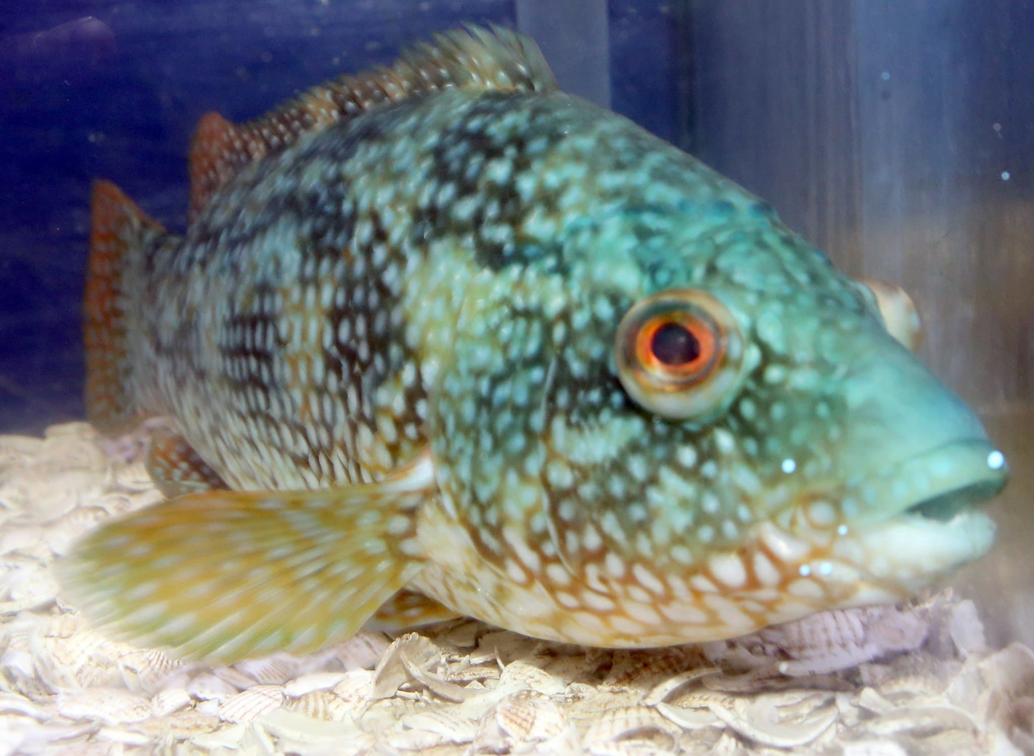 Lyme Regis Marine Aquarium - Photo