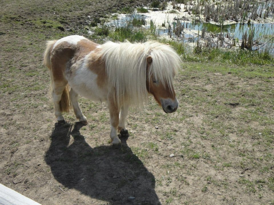 Wiggleys Fun Farm