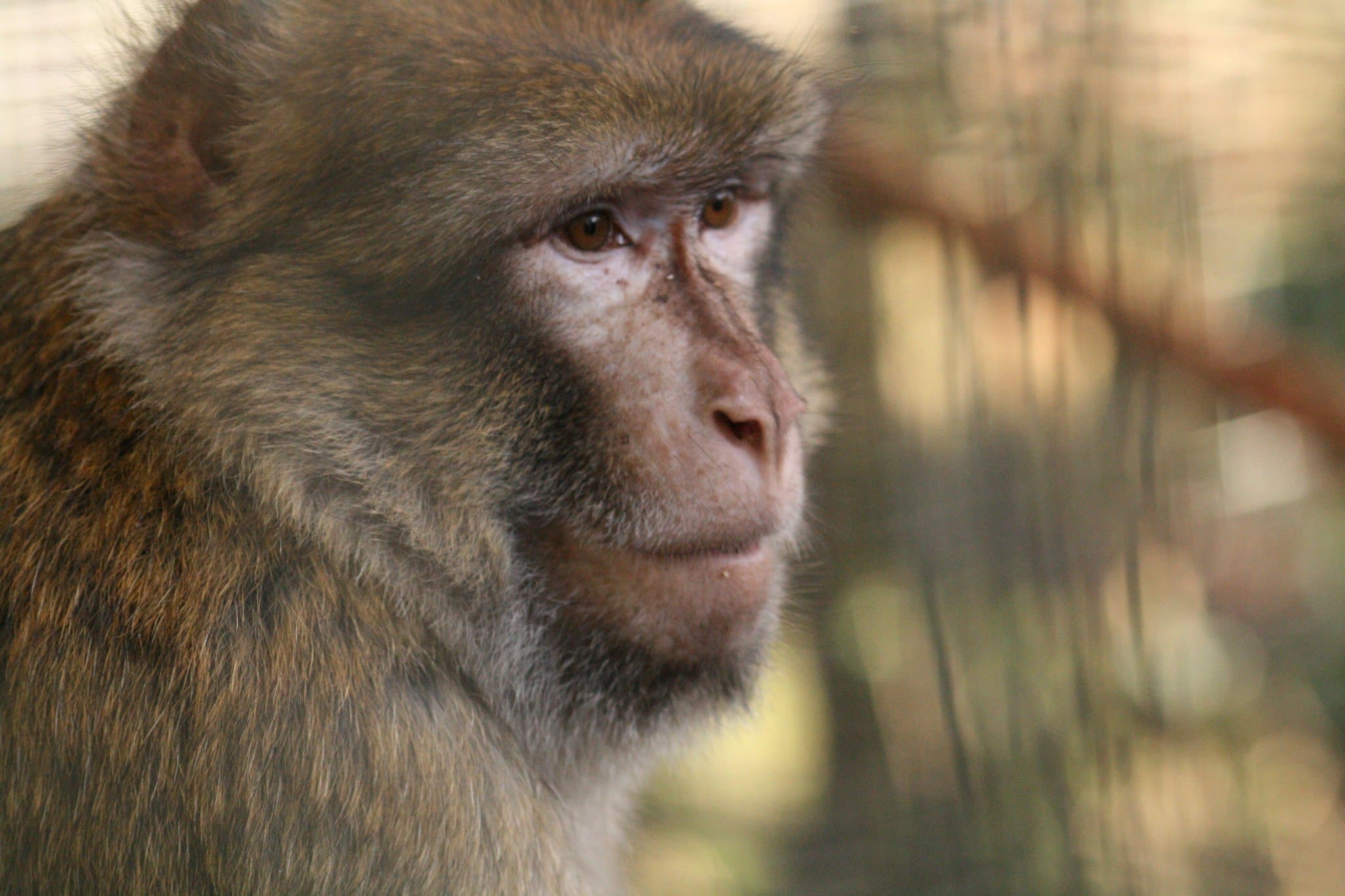 Wild Futures Monkey Sanctuary - Photo
