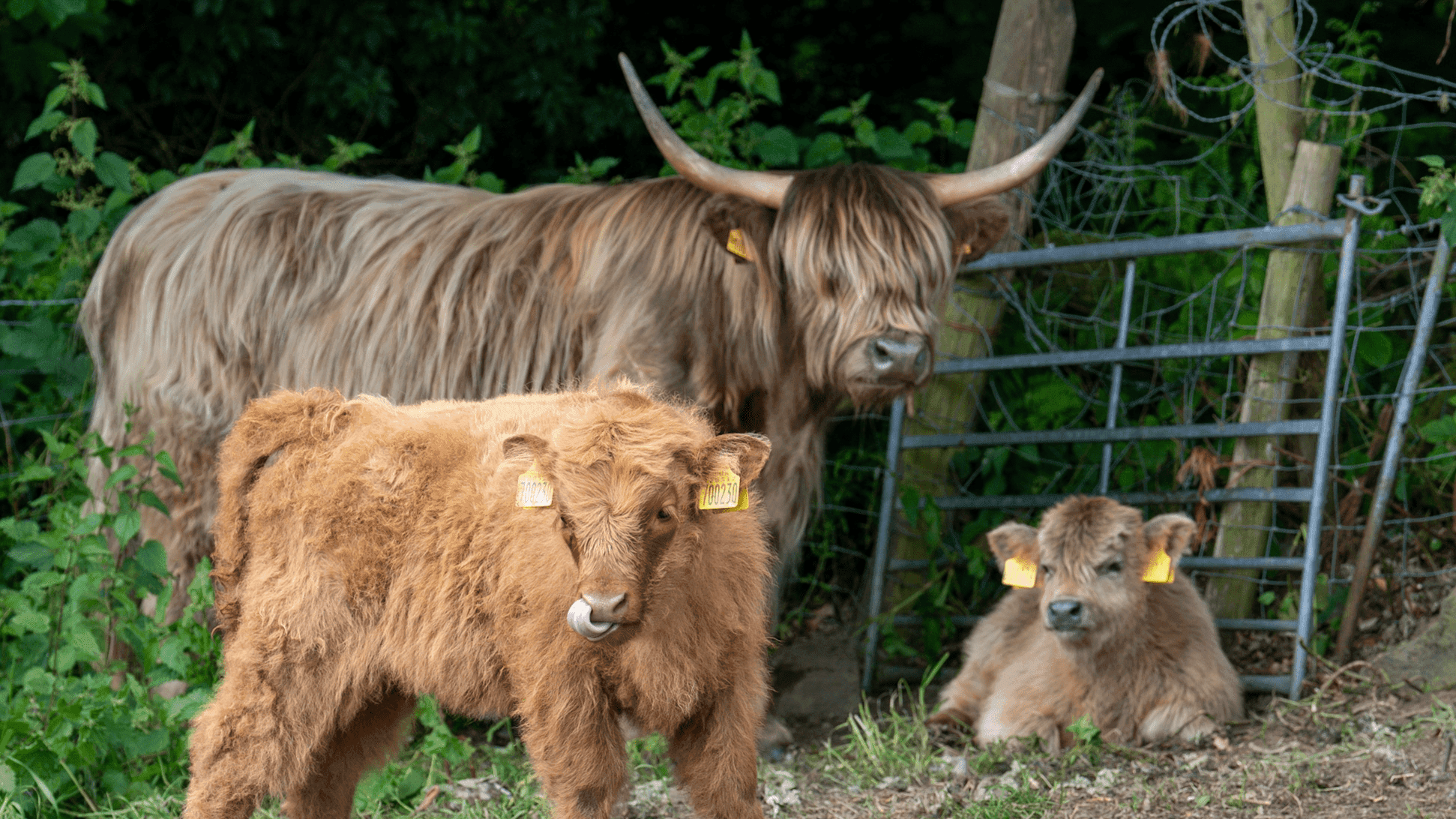 Highland Cows of the Peak Experience - Photo