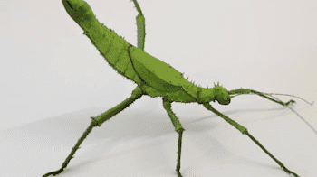 The Bug Parc - Photo
