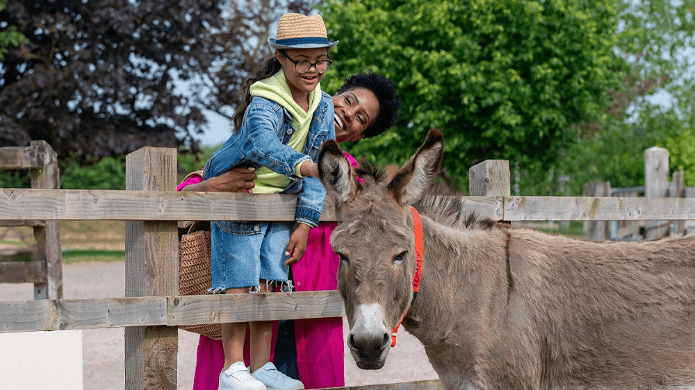 The Donkey Sanctuary