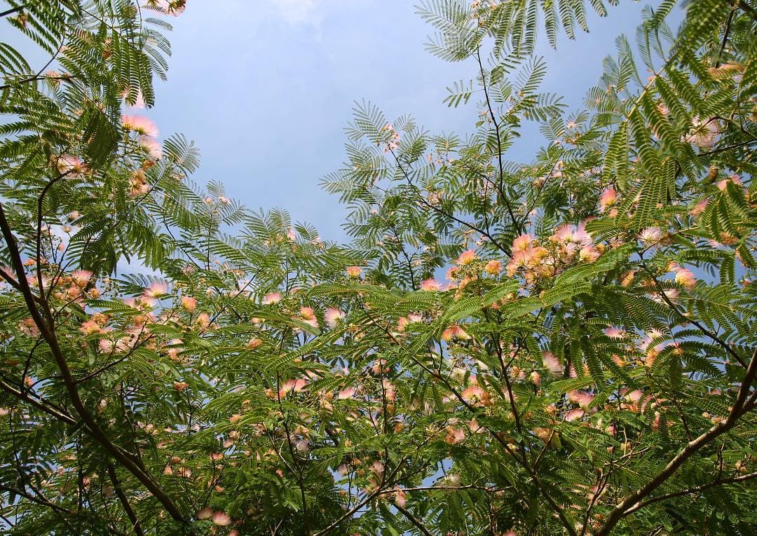 University of Bristol Botanic Gardens - Photo