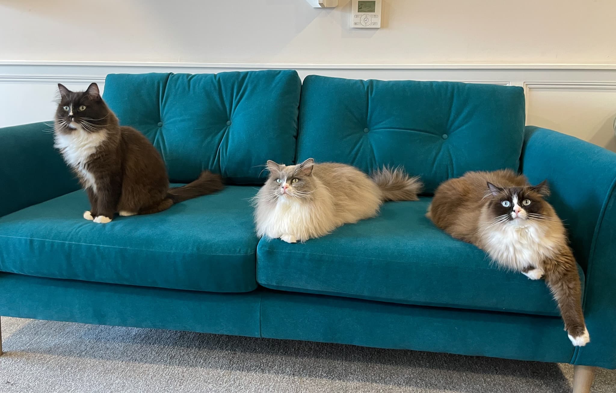 Cat Cafe Liverpool - Photo