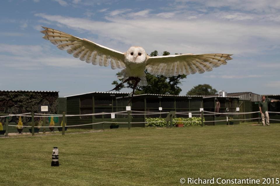 The Staffordshire Owl Experience and Birds of Prey Rescue Centre - Photo 1