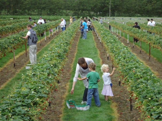 Parkside Farm PYO - Photo