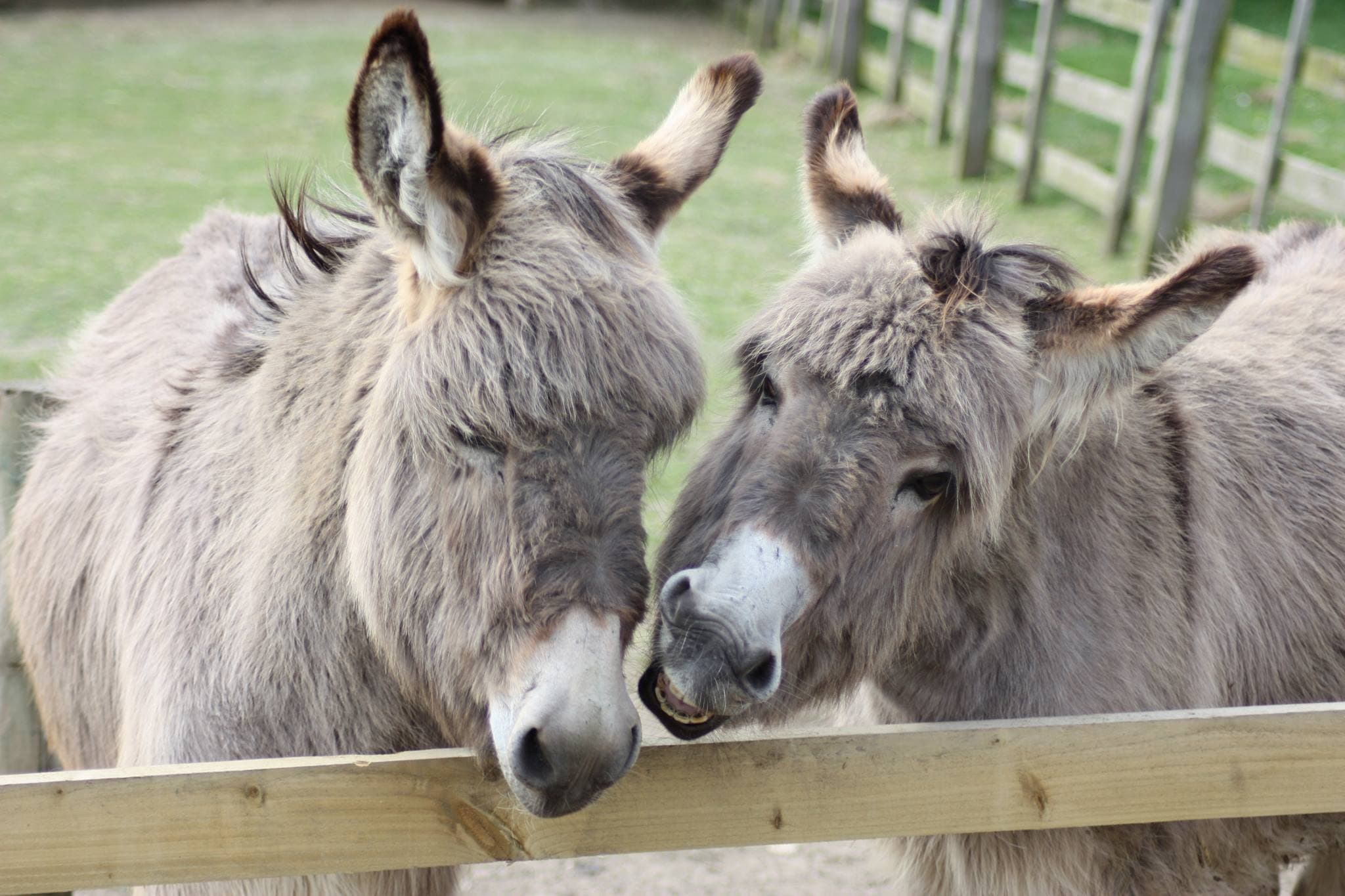 Gorse Hill City Farm