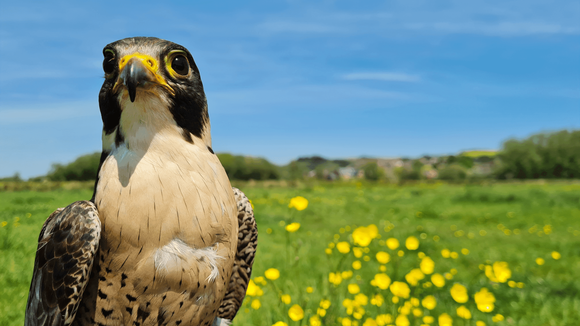 TWO Bird Experiences - Photo