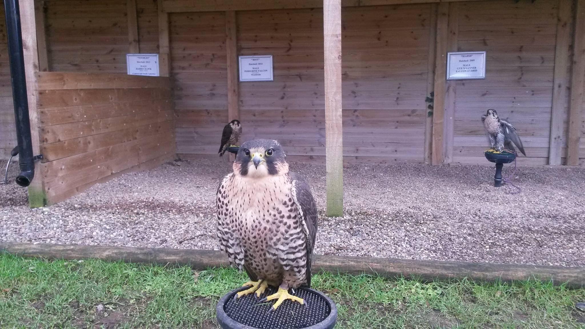 The Falconry Centre - Photo