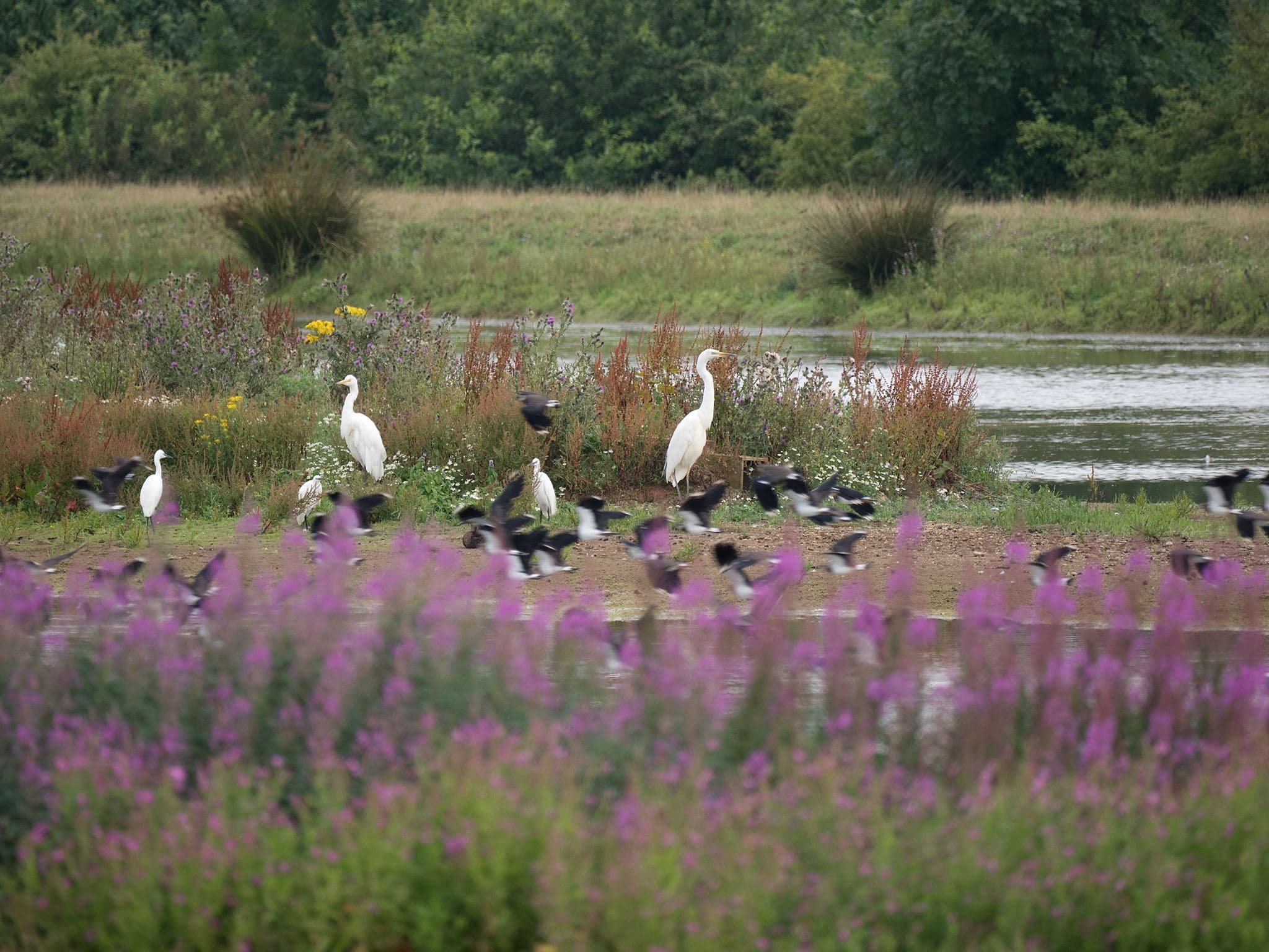 Rutland Water Nature Reserve - Photo