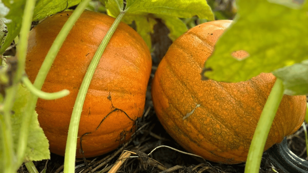Pumpkin Picking at Walby Farm Park