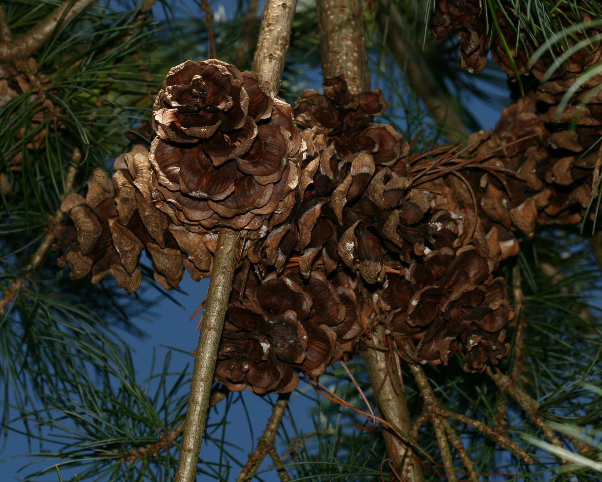 Vogrie Country Park - Photo 1