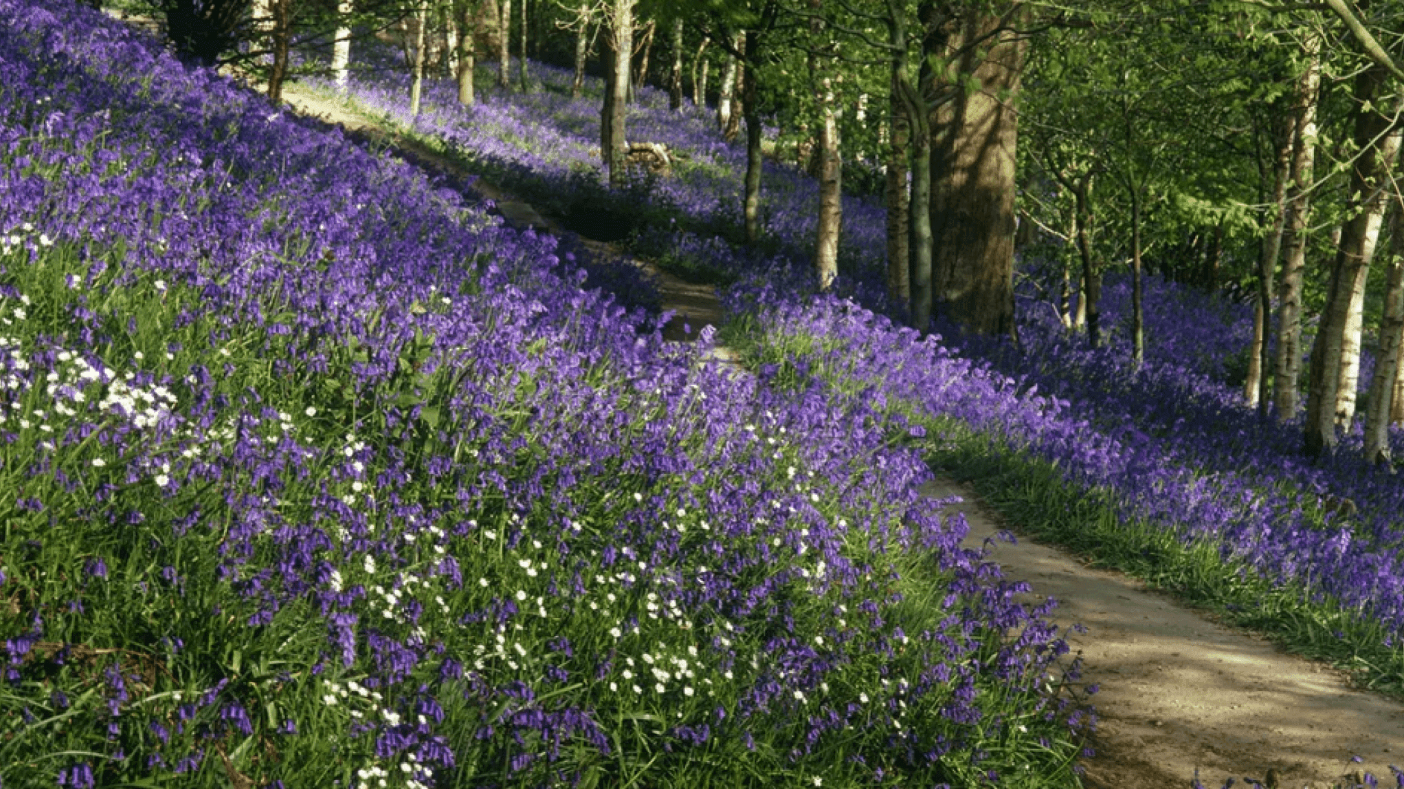 Emmetts Garden - Photo 1