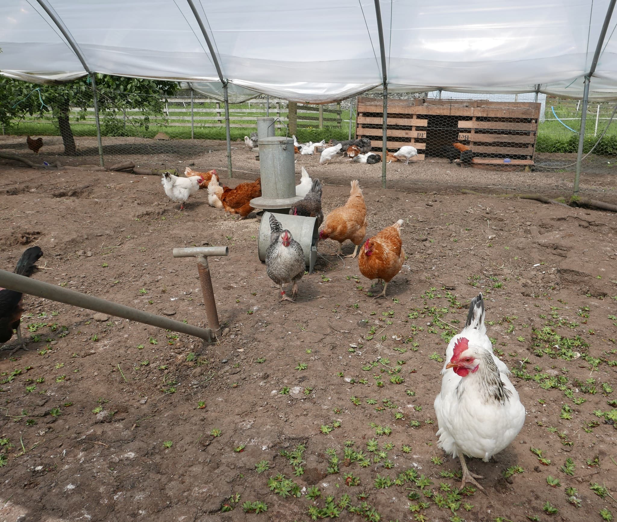 Craigie's Farm Shop and Cafe - Photo