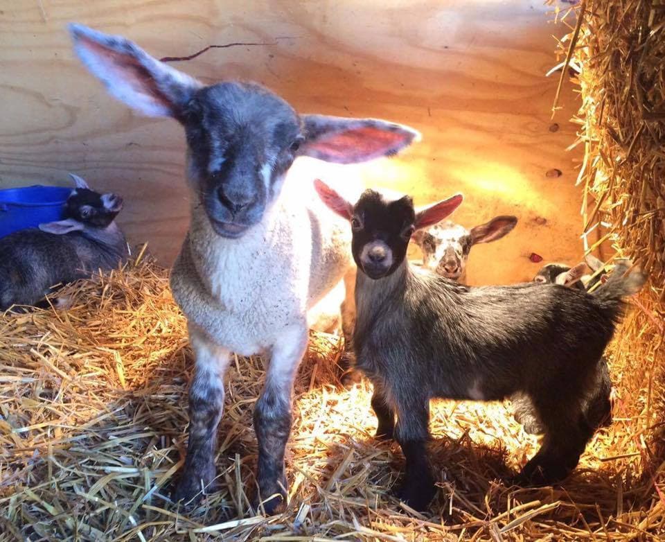 Smithills Open Farm - Photo