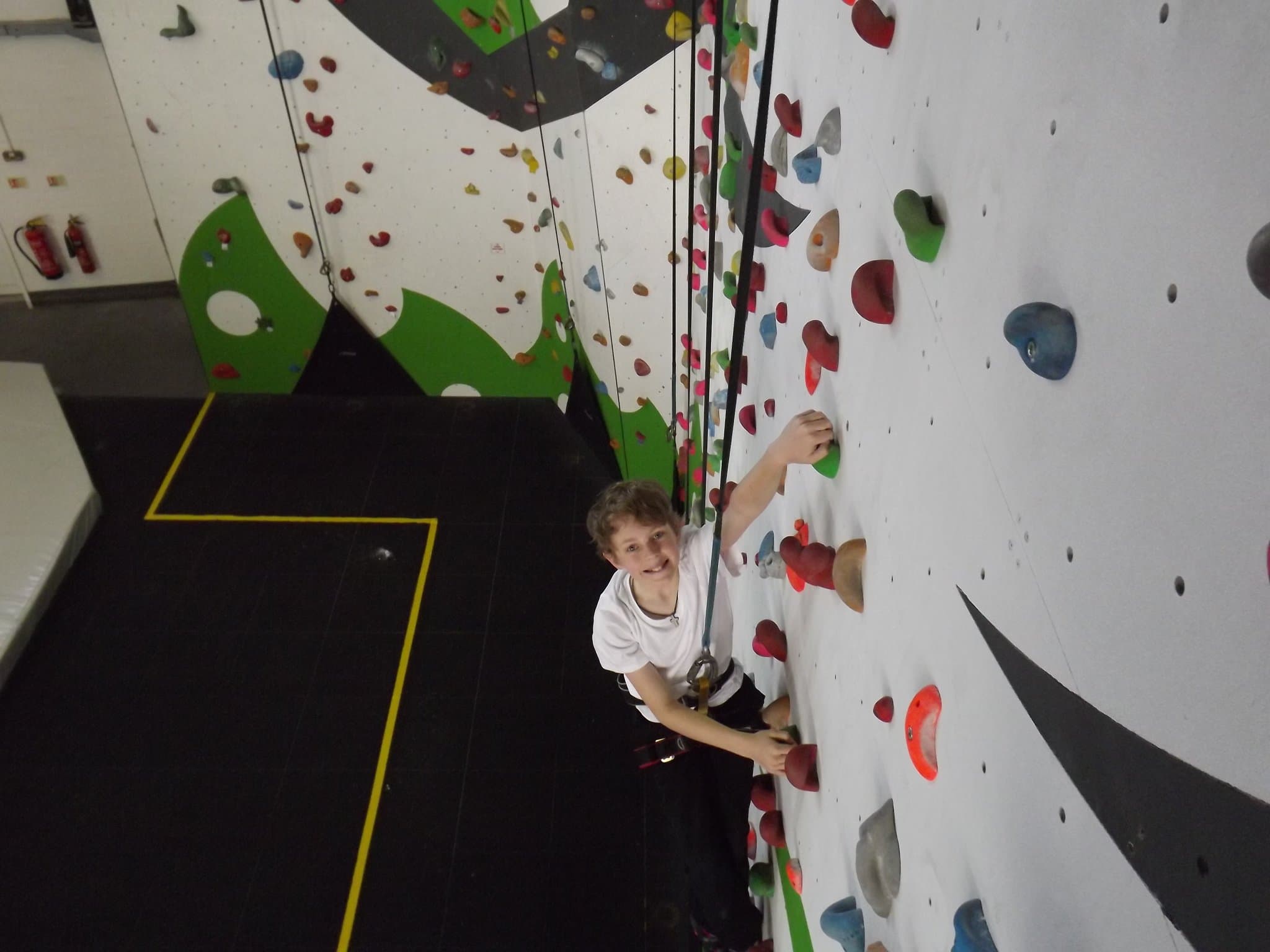 Golden Gecko Climbing