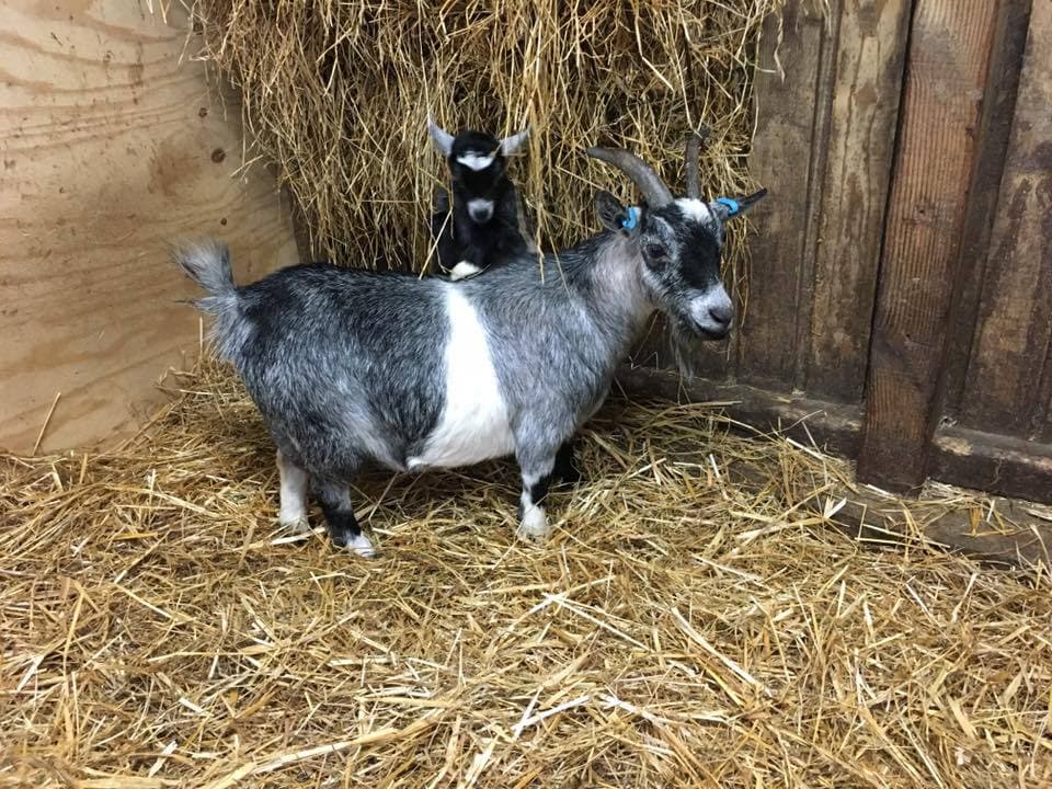Smithills Open Farm - Photo