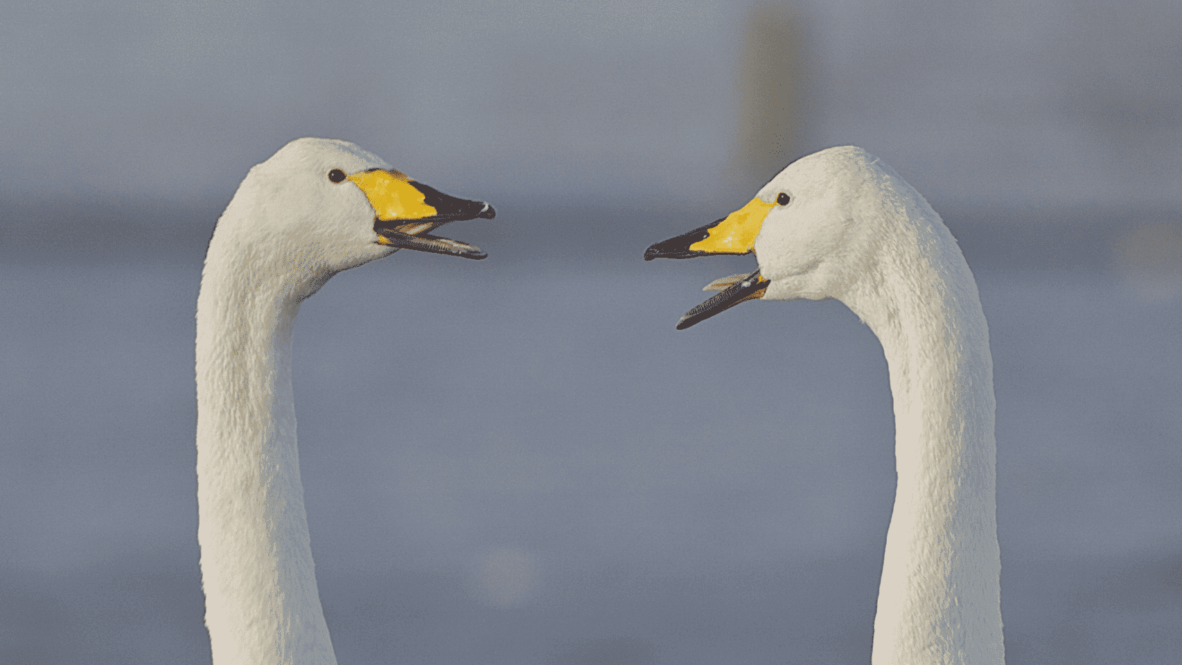 WWT Caerlaverock Wetland Centre - Photo