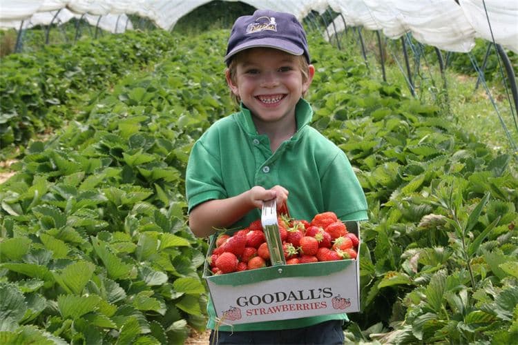 Goodall's Strawberries - Photo