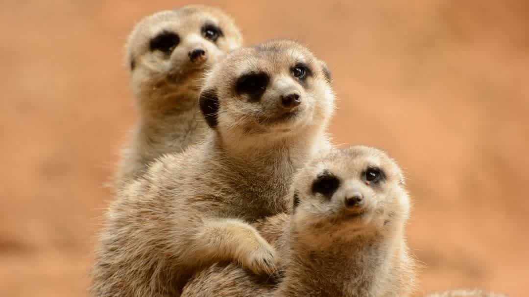 Eagle Heights Wildlife Foundation - Photo