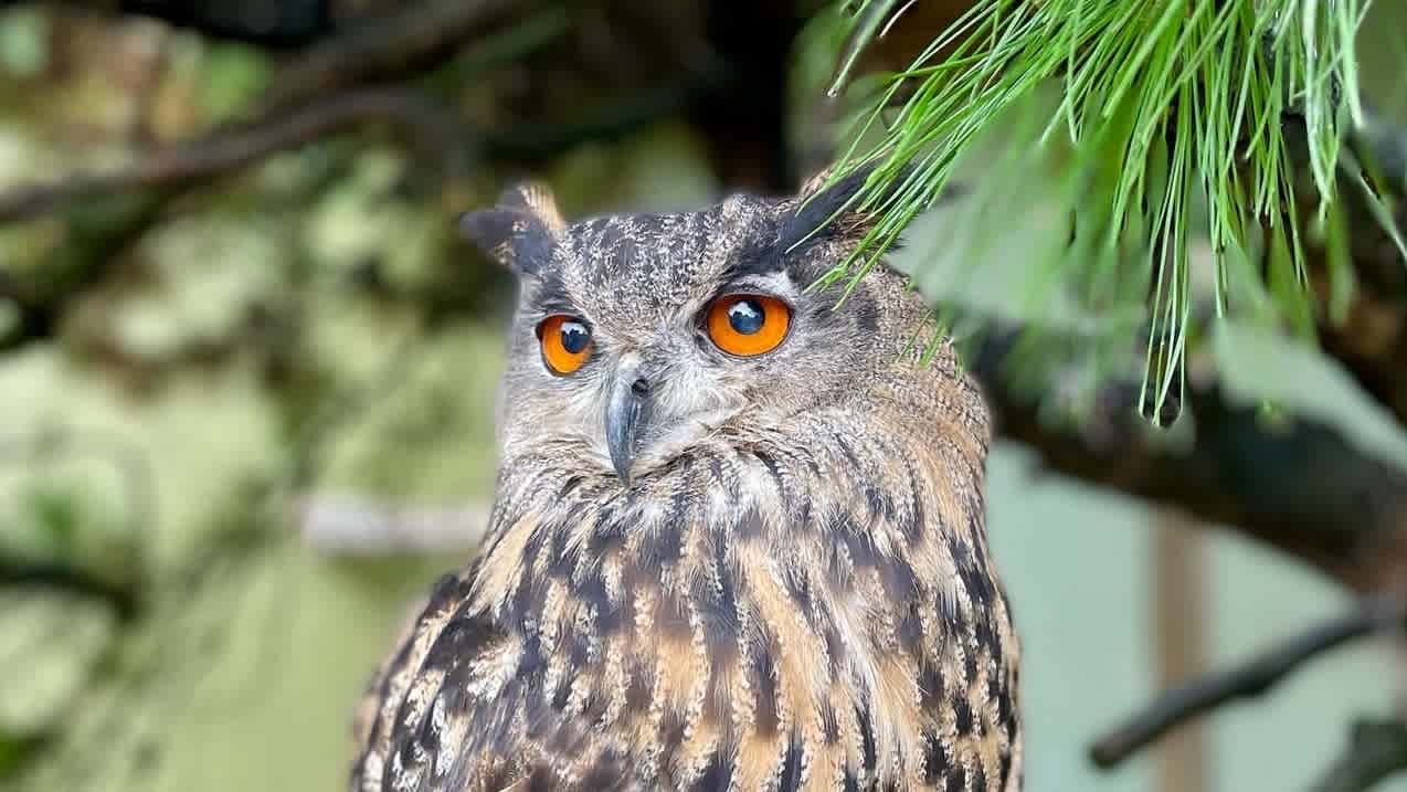 Huxleys Bird of Prey Centre - Photo