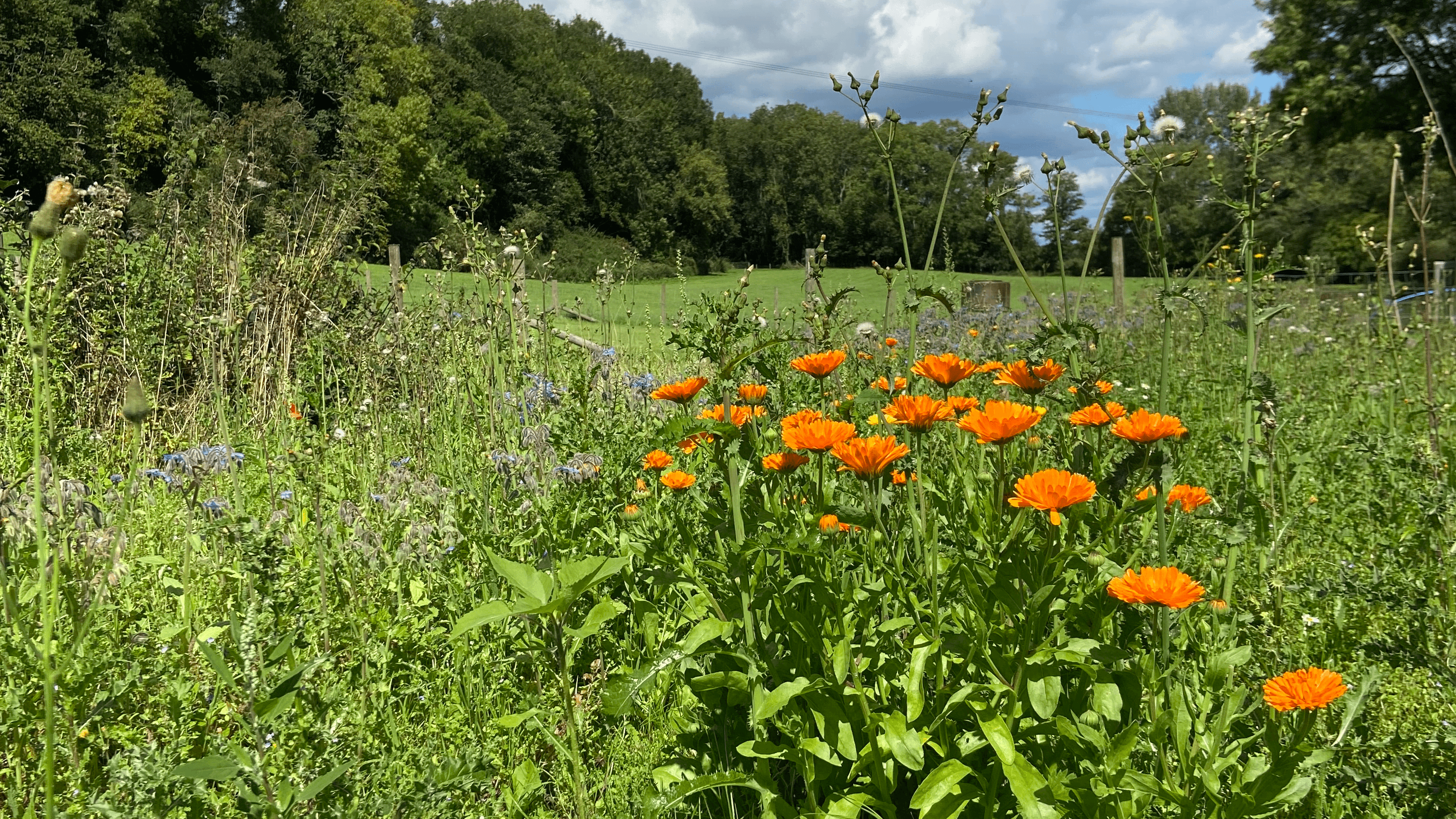 Pookles Farm