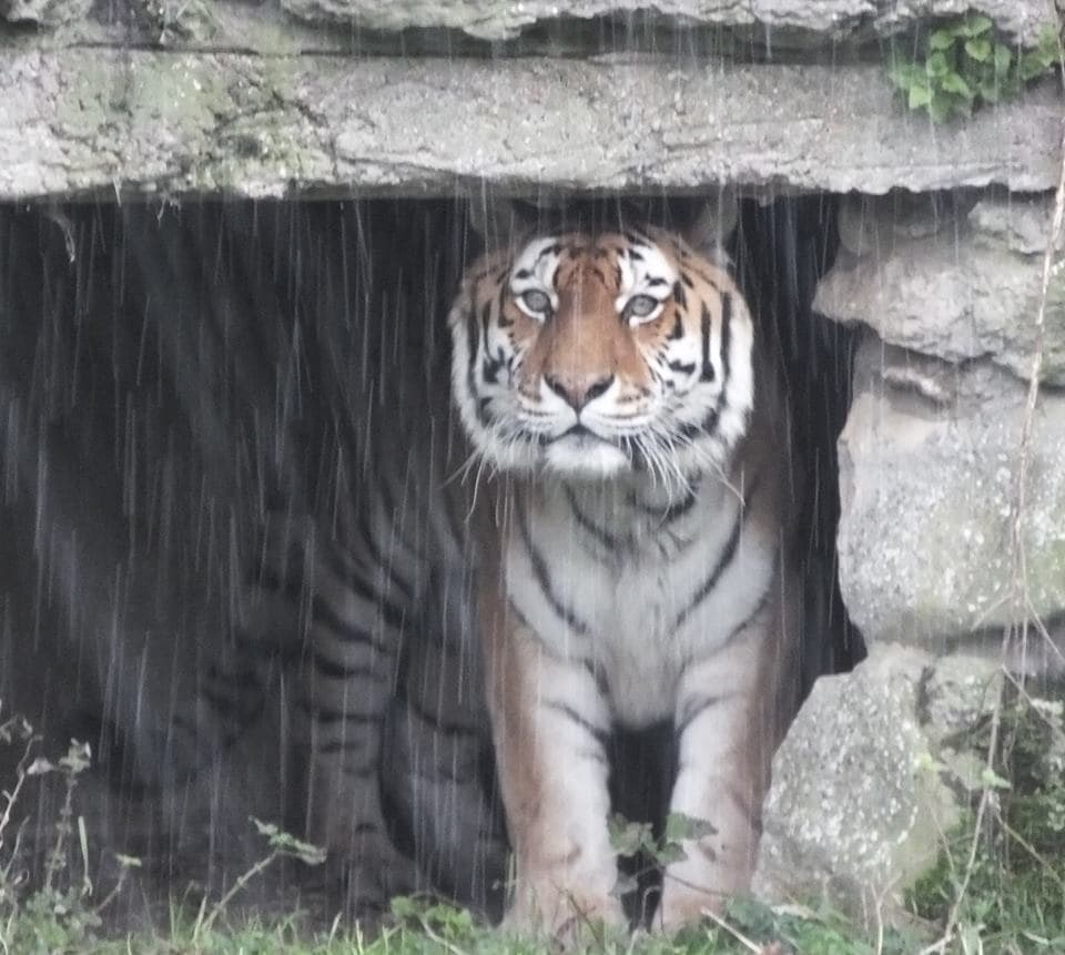 Linton Zoo - Photo