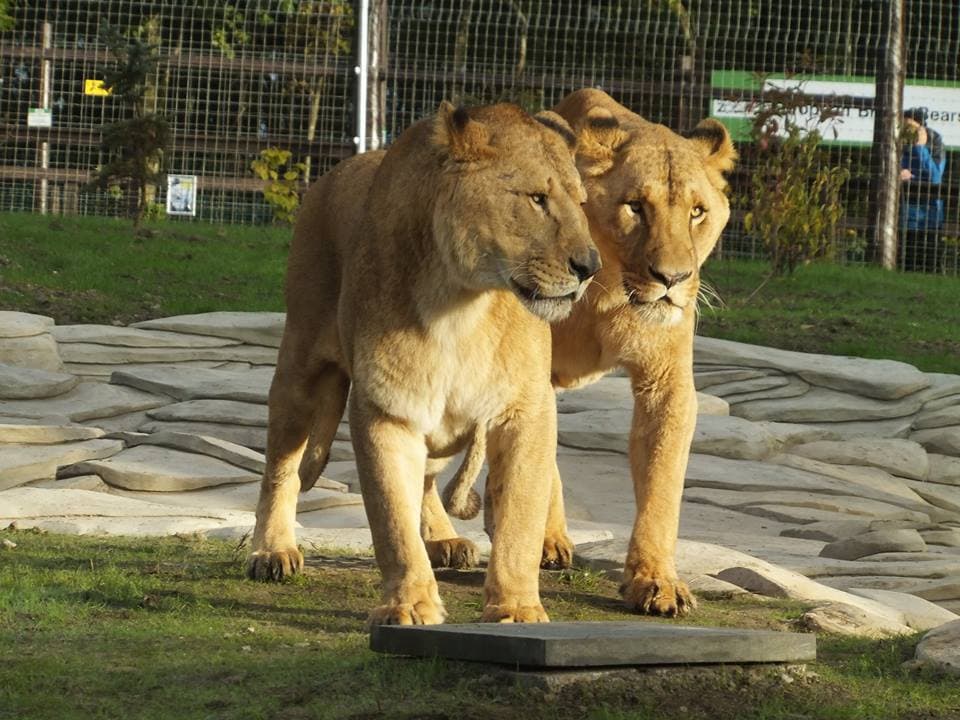 Five Sisters Zoo - Photo