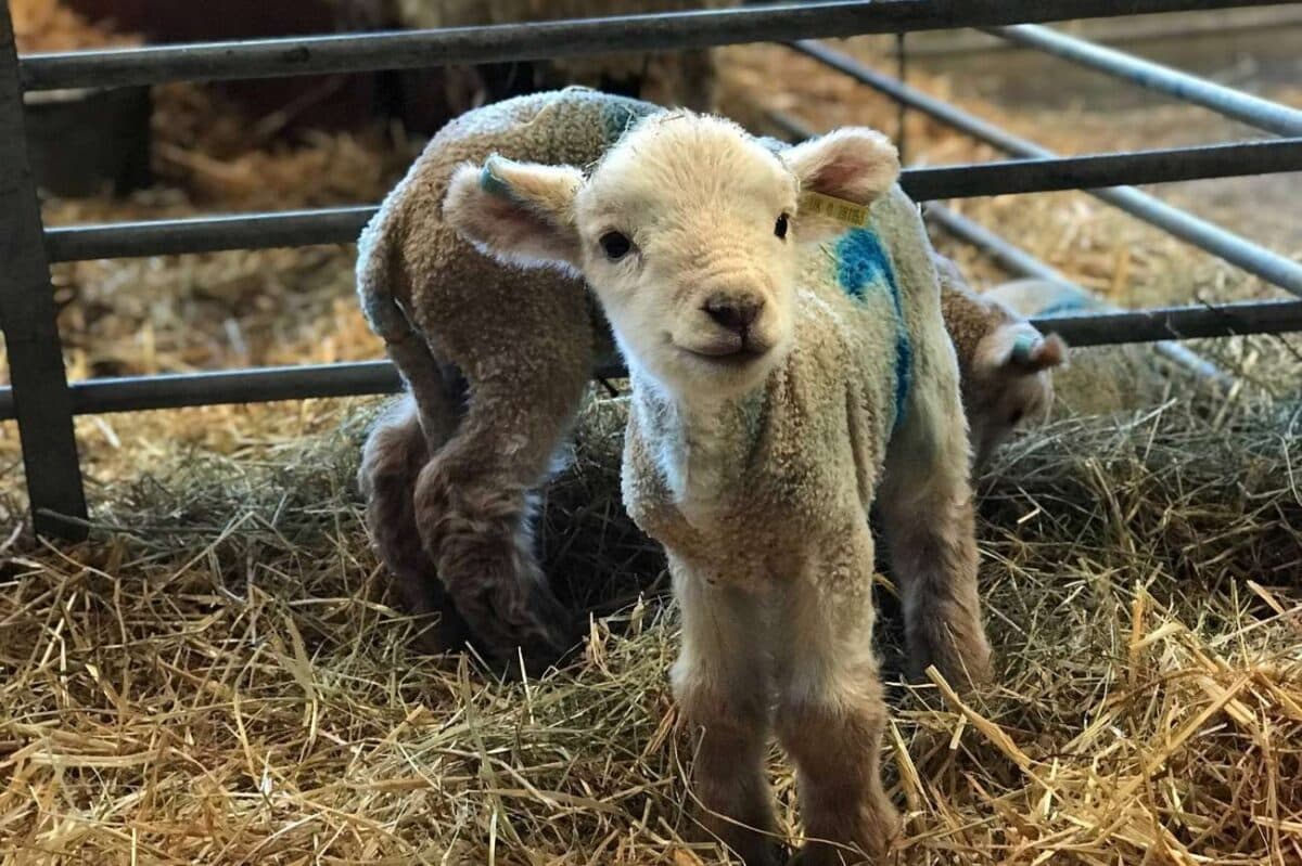 Thrift Farm - Photo