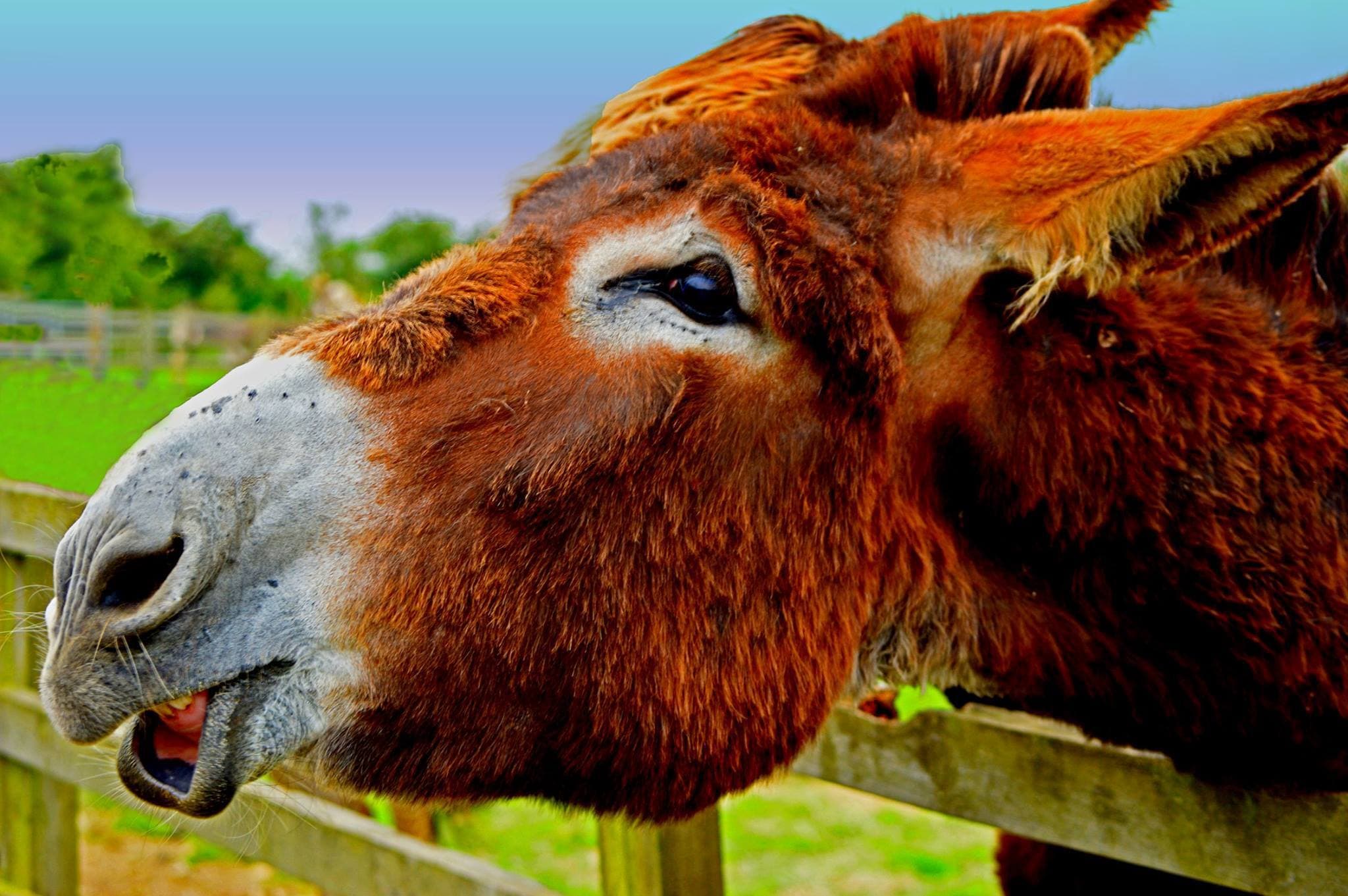 Radcliffe Donkey Sanctuary - Photo 1