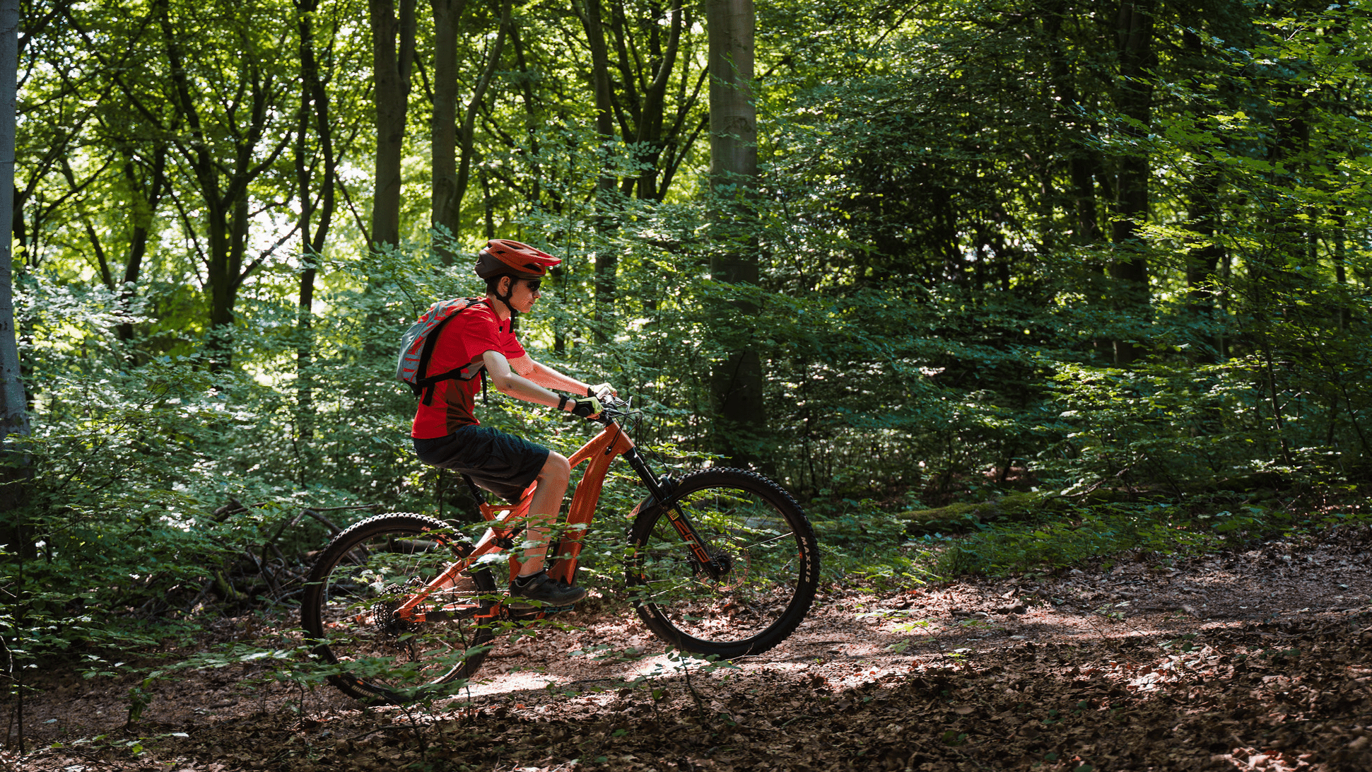 Queen Elizabeth Country Park - Photo
