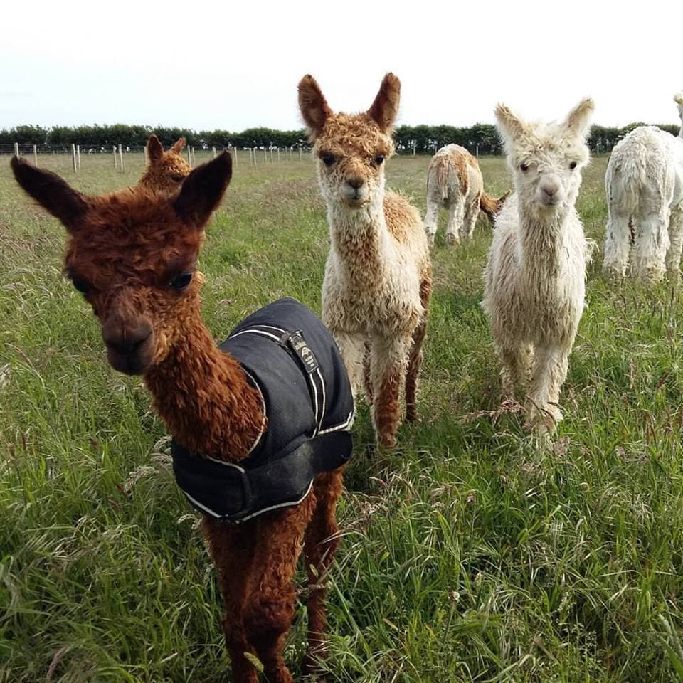West Wight Alpacas