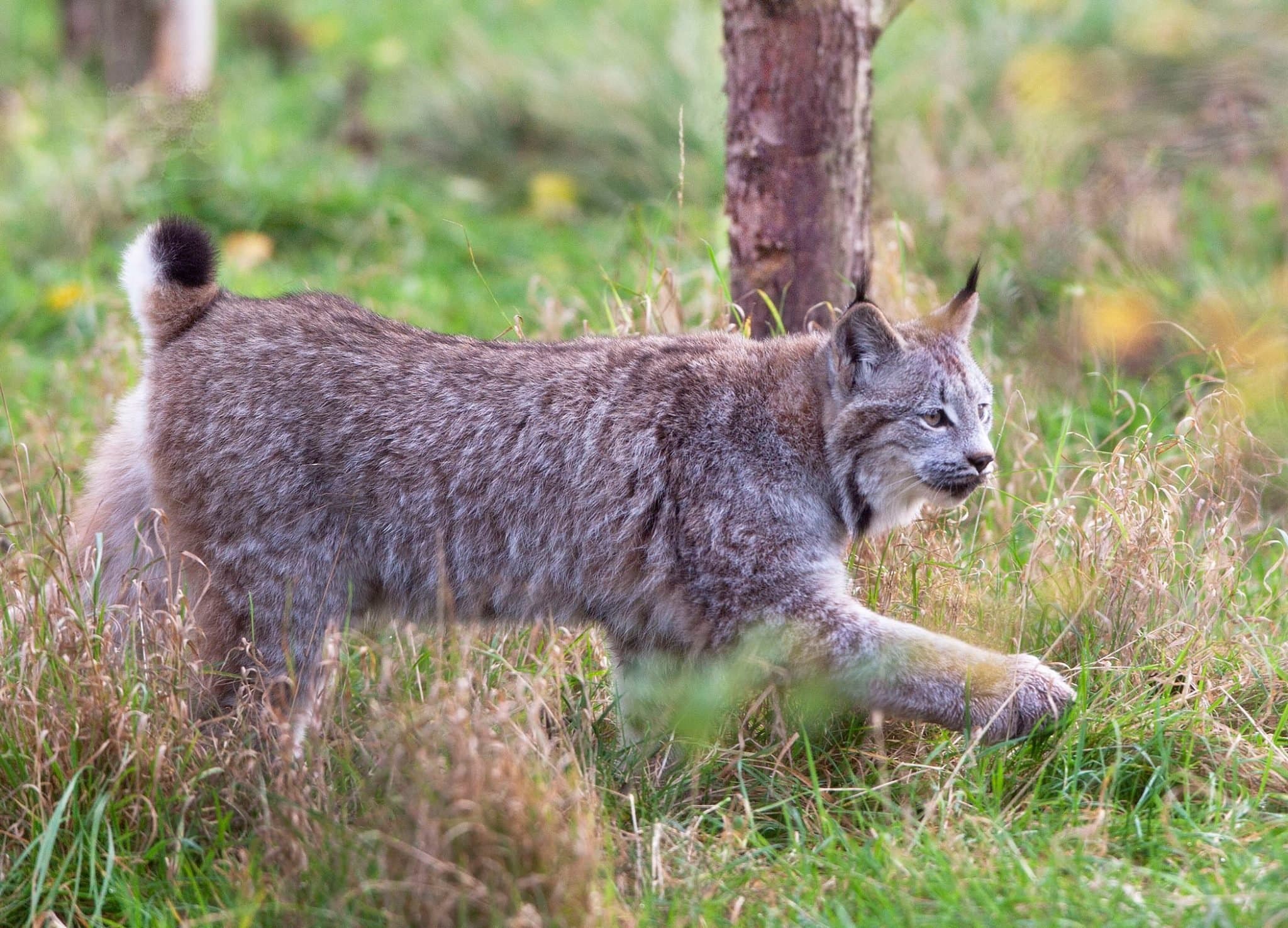 Hamerton Zoo Park - Photo
