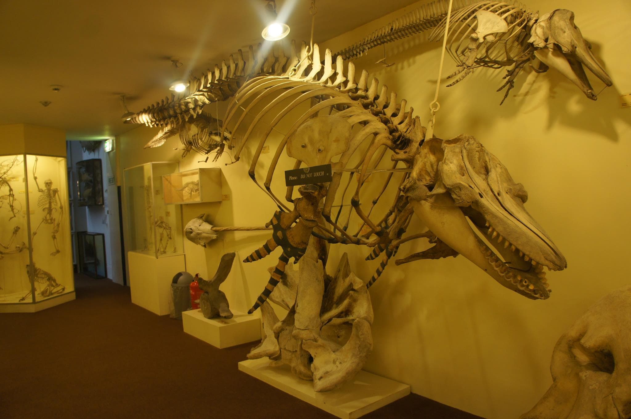 Booth Museum of Natural History