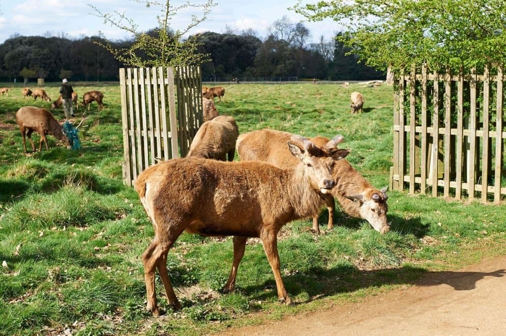 Bushy Park
