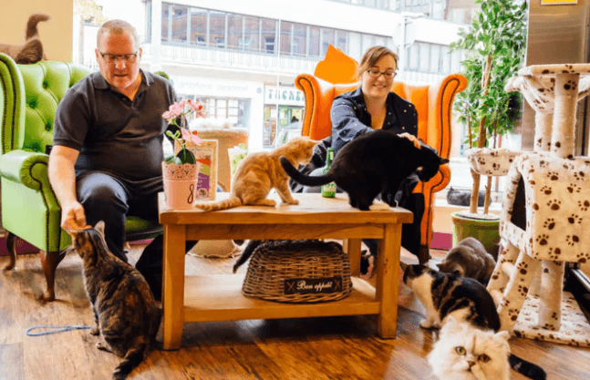 Kitty Cafe Nottingham - Photo