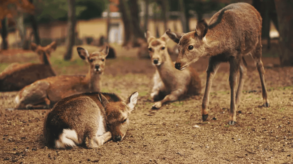 Bolderwood Deer Sanctuary - Photo
