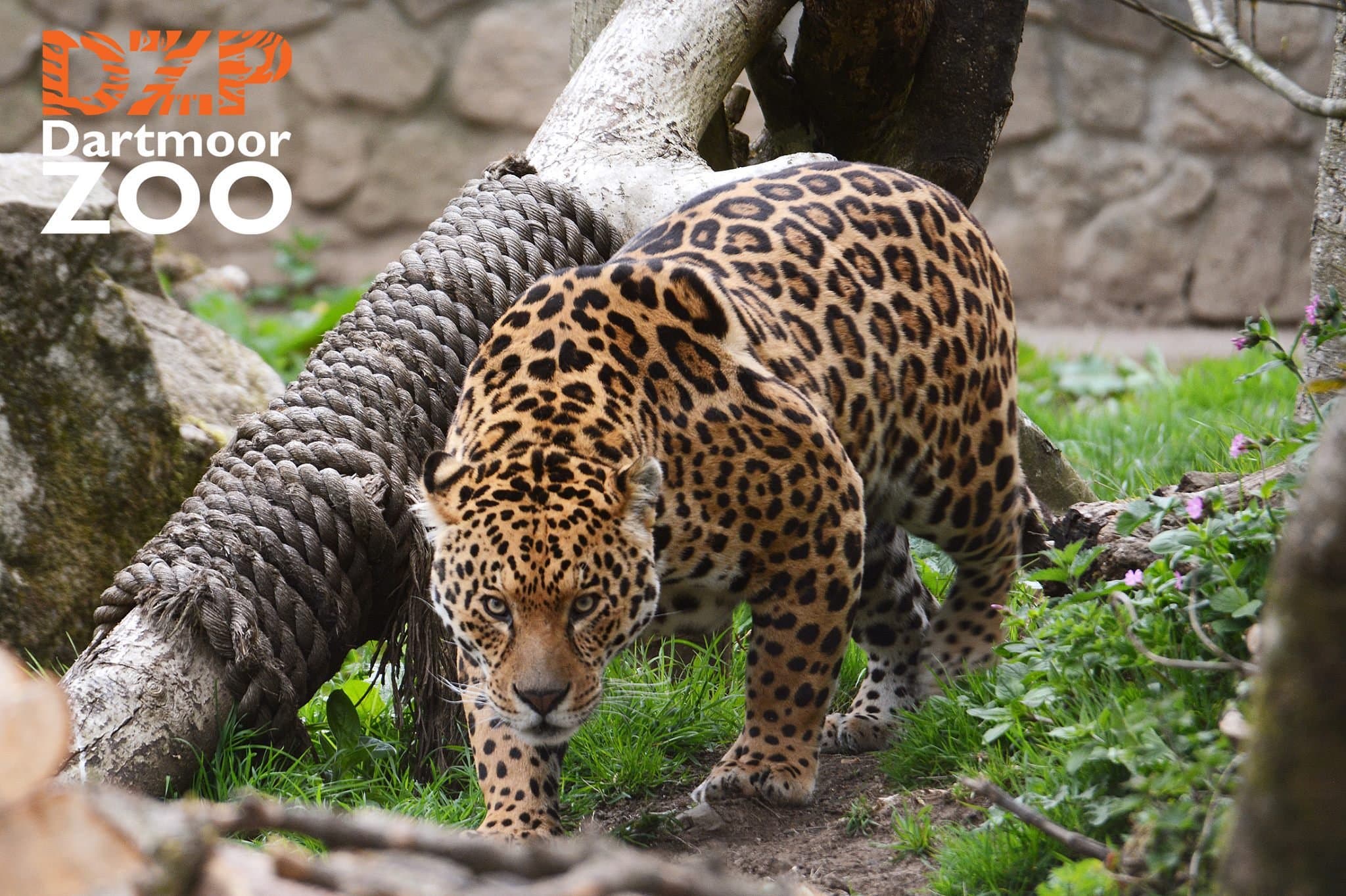 Dartmoor Zoological Park - Photo