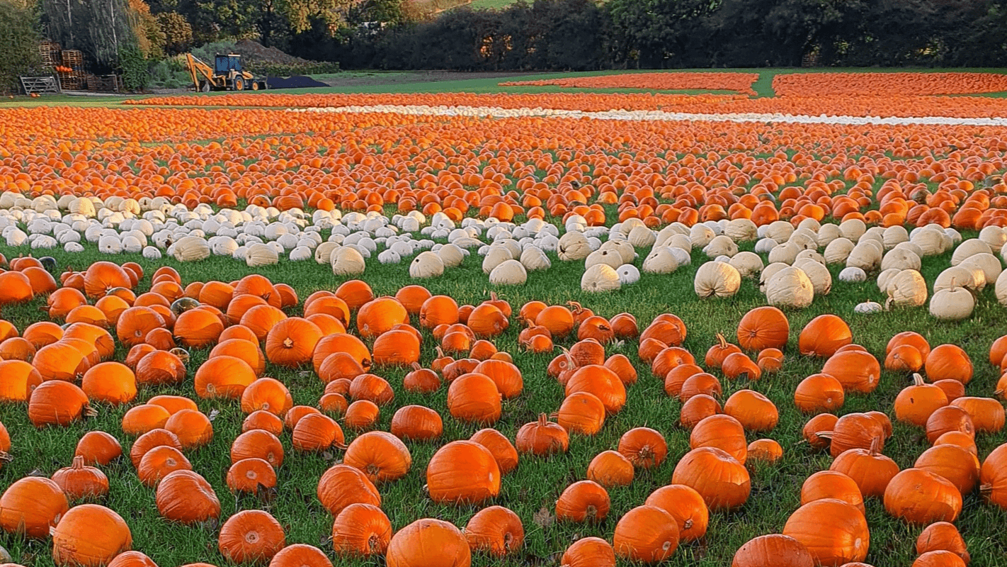 Pumpkin Picking at Maxeys Farm Shop - Photo 1
