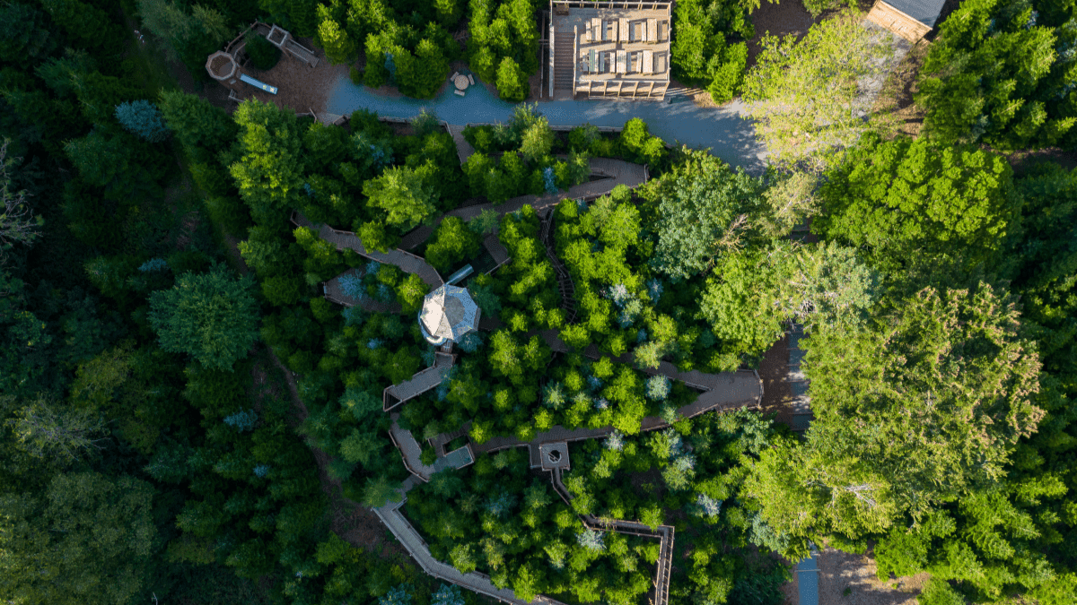 The Plotters’ Forest at Raby Castle - Photo
