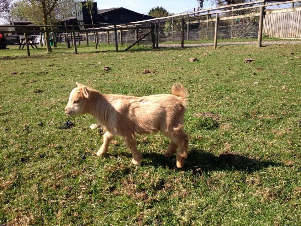 Rookery Open Farm - Photo