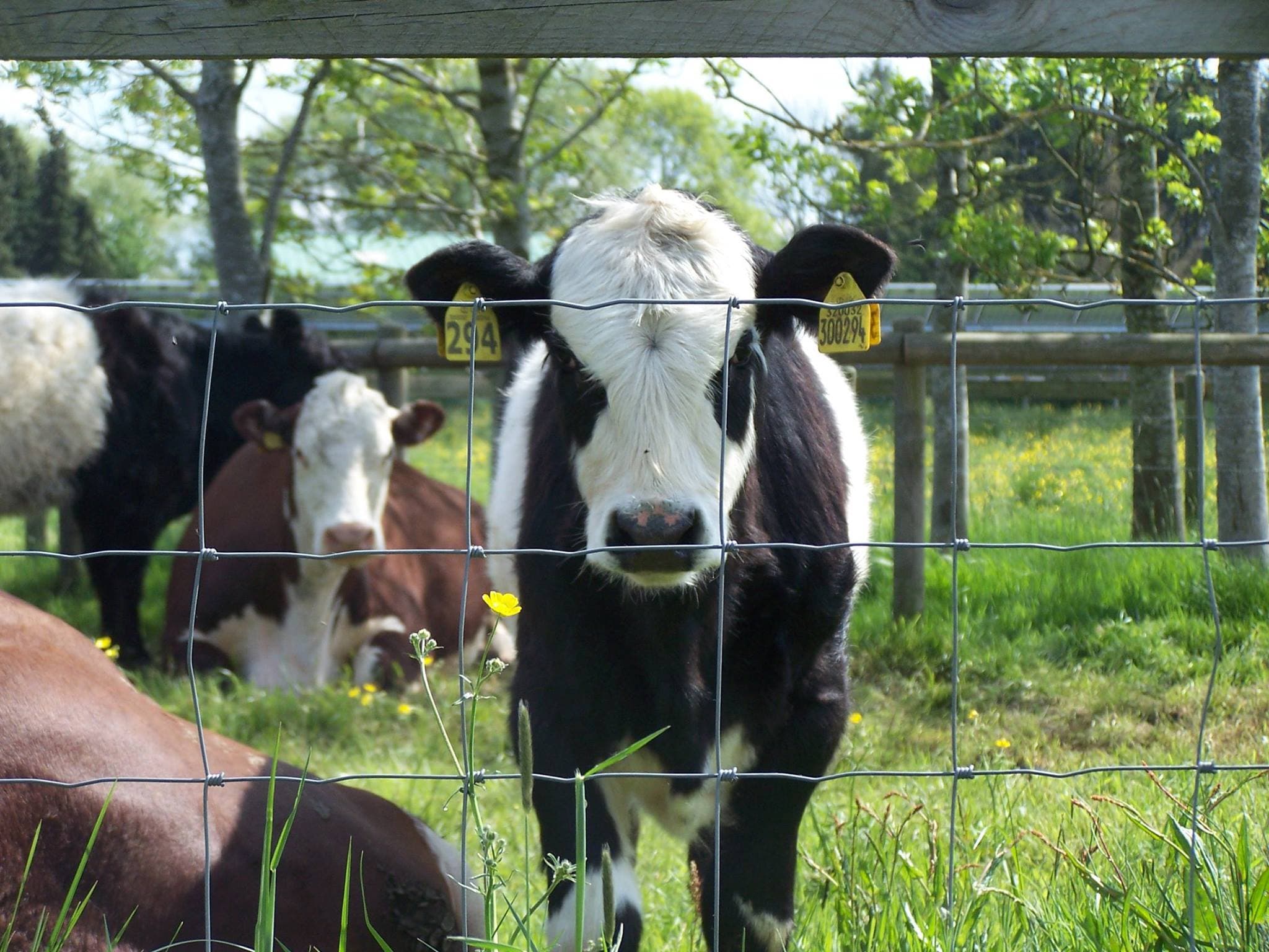 Cattle Country Adventure Farm Park Berkeley - Photo