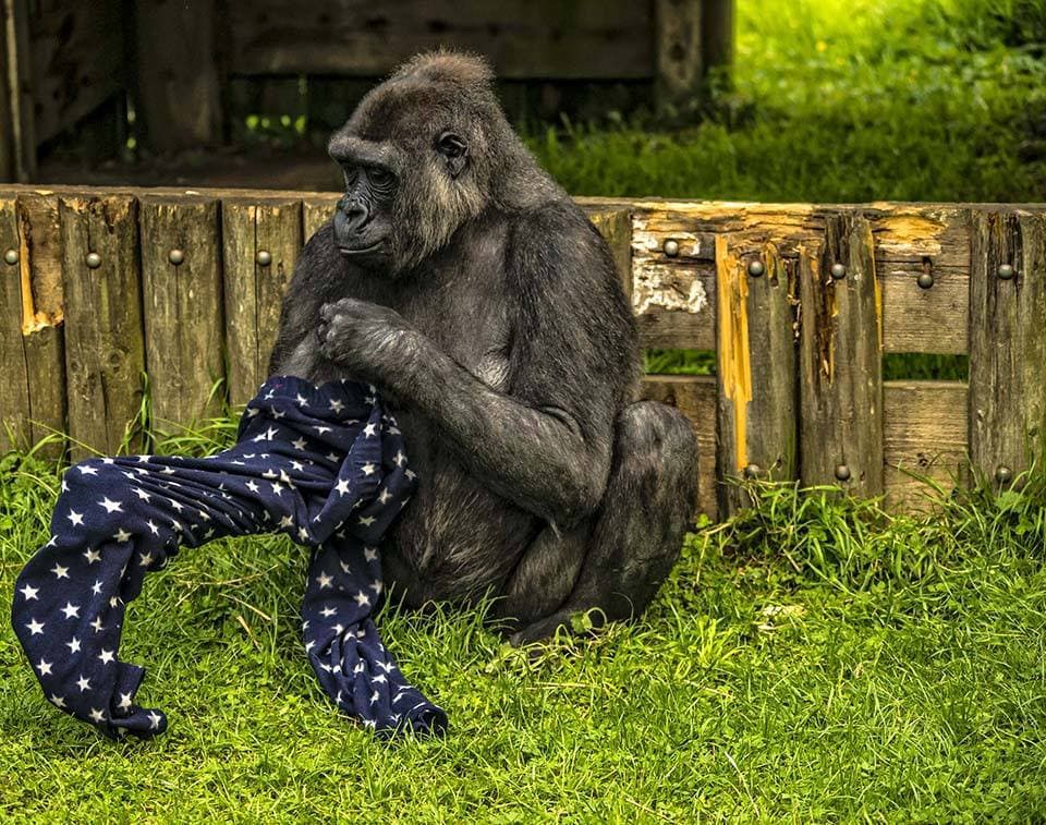Belfast Zoo