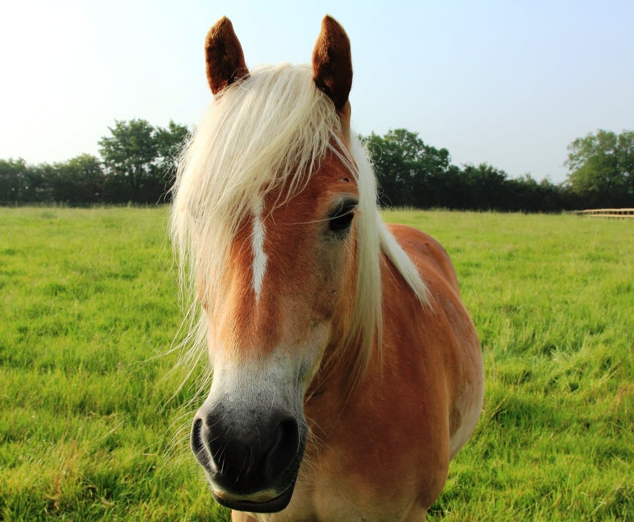 Rein and Shine - Photo