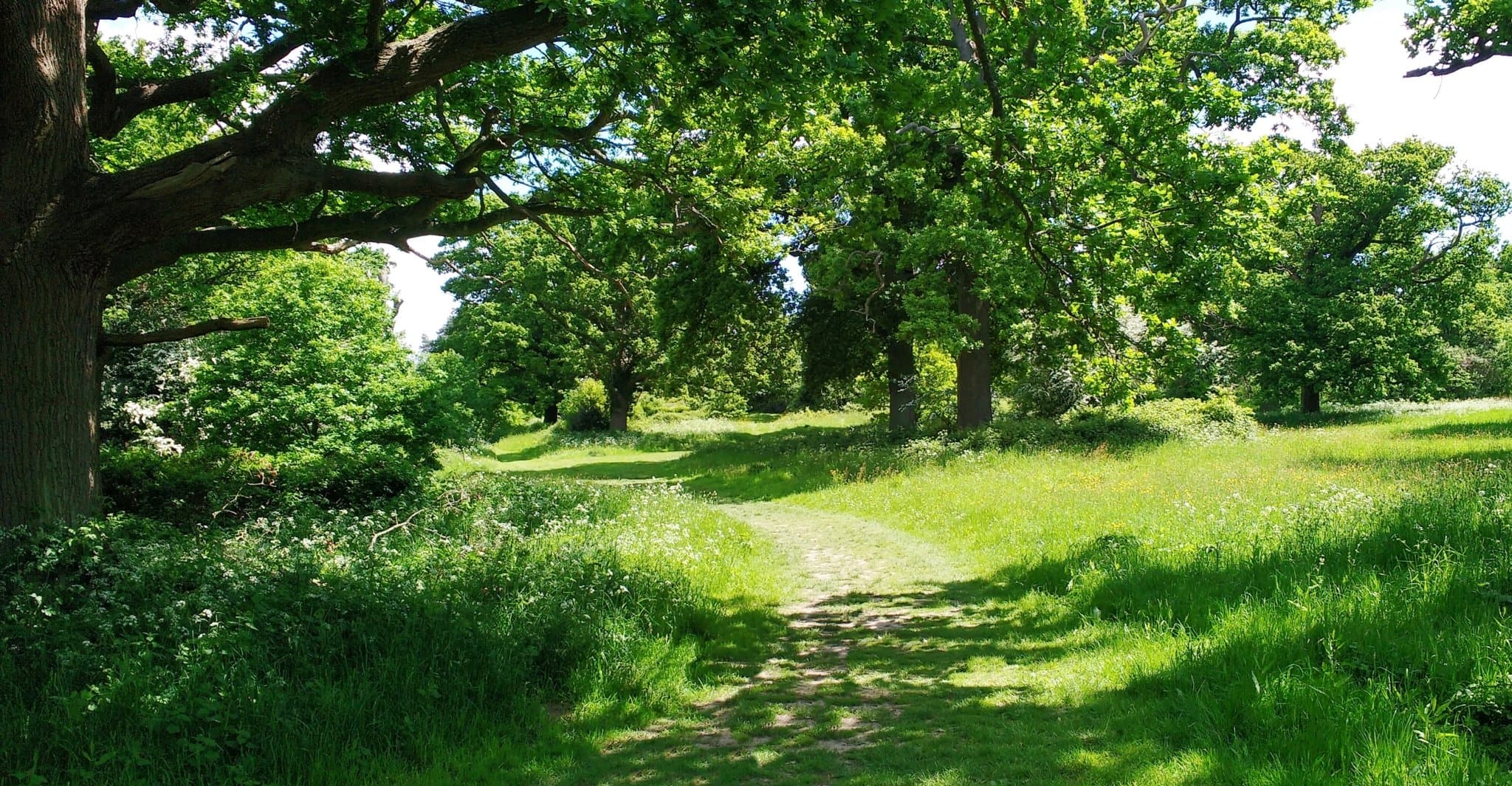 Pope's Meadow - Photo