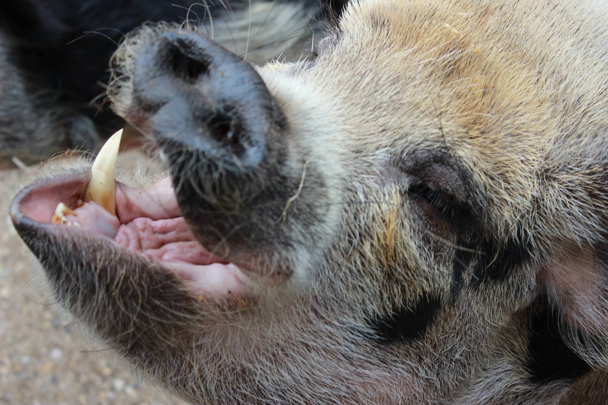 Vauxhall City Farm - Photo