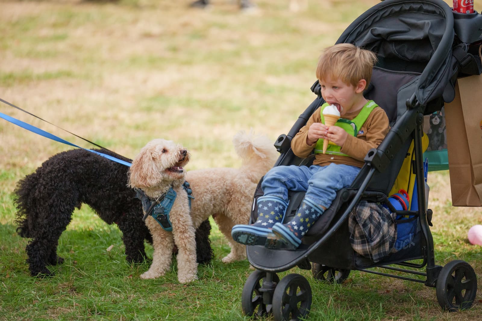 DogFest at Loseley - Photo