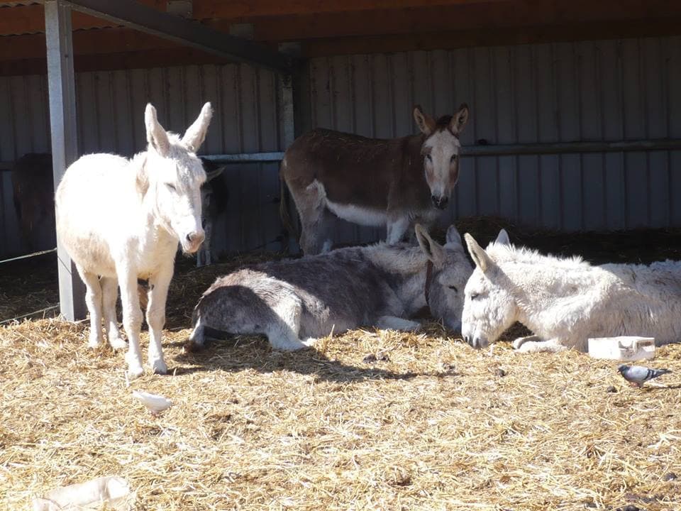 Island Farm Donkey Sanctuary