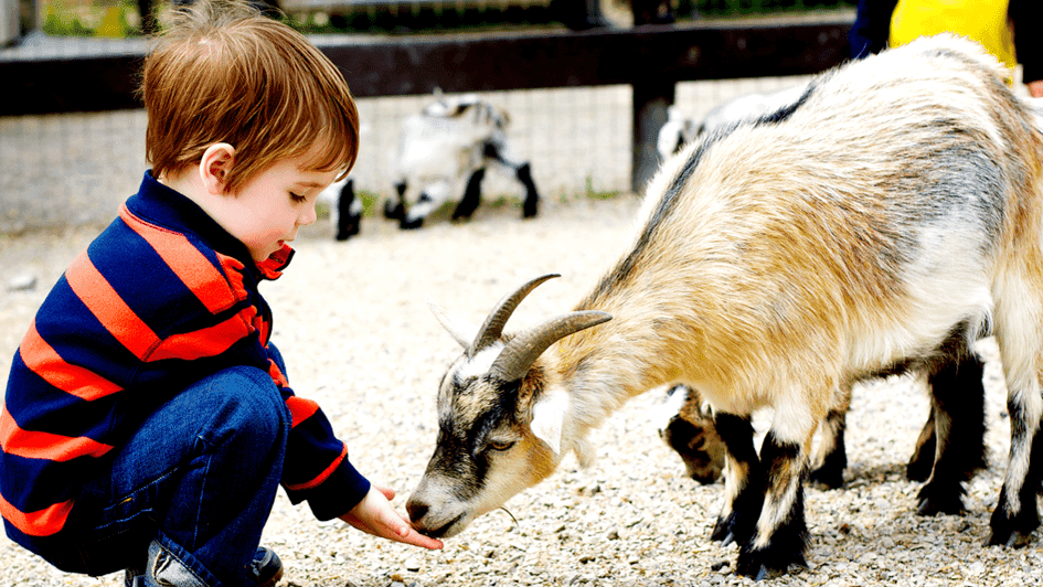 Lockey Farm - Photo