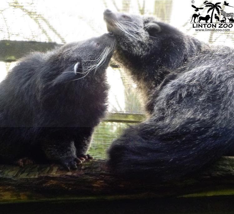 Linton Zoo - Photo
